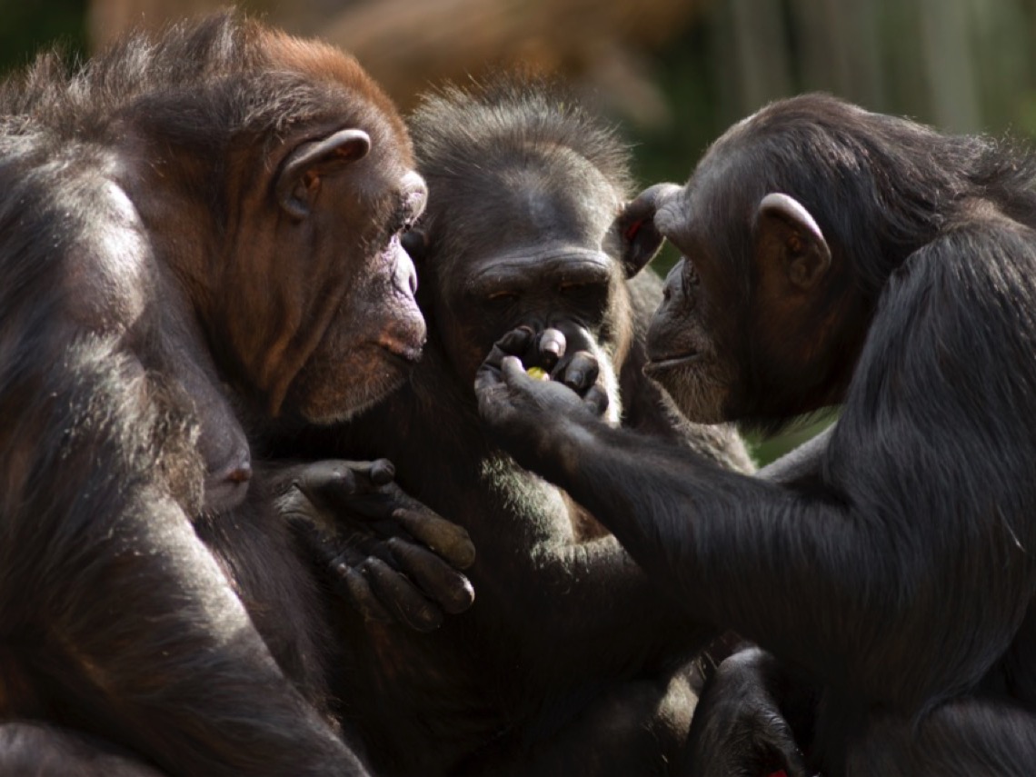 Chimpancés y gorilas