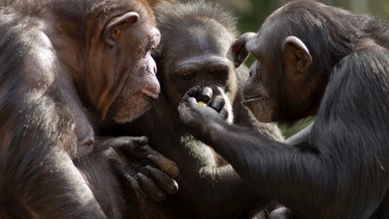 Chimpancés y gorilas