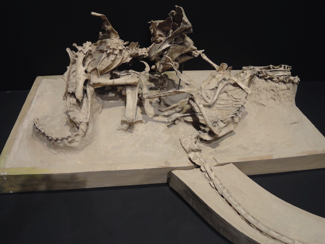 Fósiles de dinosaurio