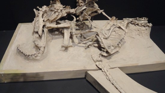 Fósiles de dinosaurio