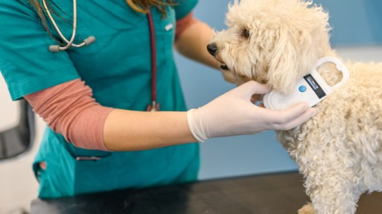 Problemas del microchip ¿es seguro para mi perro?