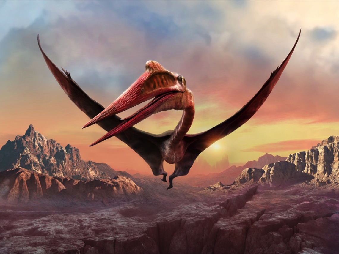 Así aparecieron las alas