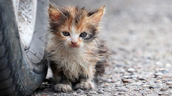 Qué hacer si encuentro un gatito en la calle