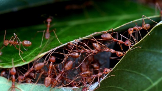 ¿Cómo se comunican las hormigas para salvarse la vida?