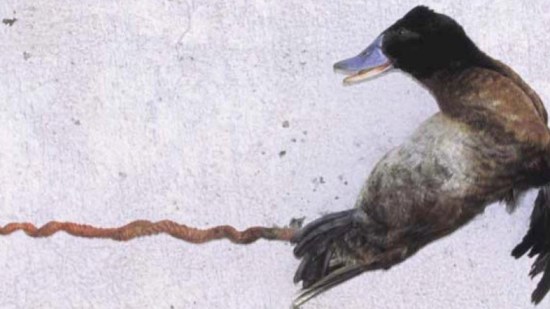 ¿Por qué el pene de un pato tiene forma espiral?