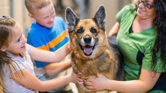 Por qué tengo que castrar a mi perro cuando lo adopto