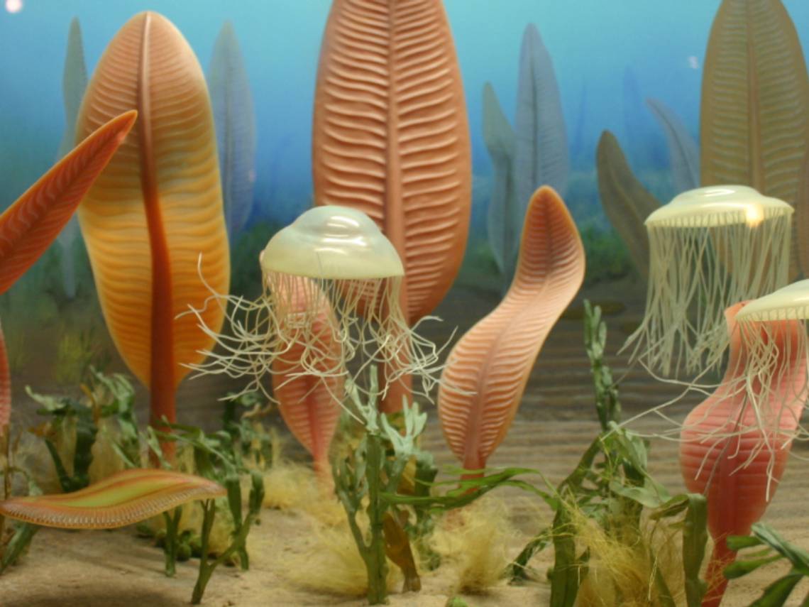 La misteriosa fauna de Ediacara