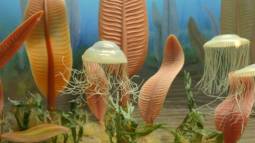 La misteriosa fauna de Ediacara