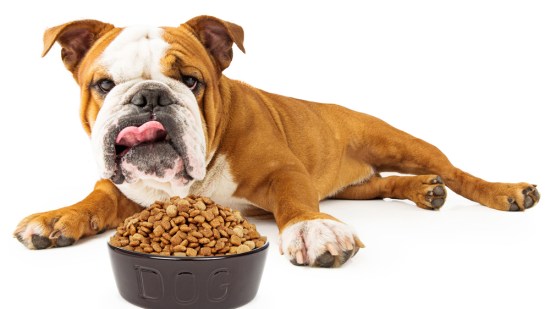 Diferencias entre el pienso extrusionado y el pienso prensado en frío para perros