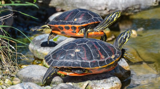 La alimentación de los galápagos o tortugas de agua