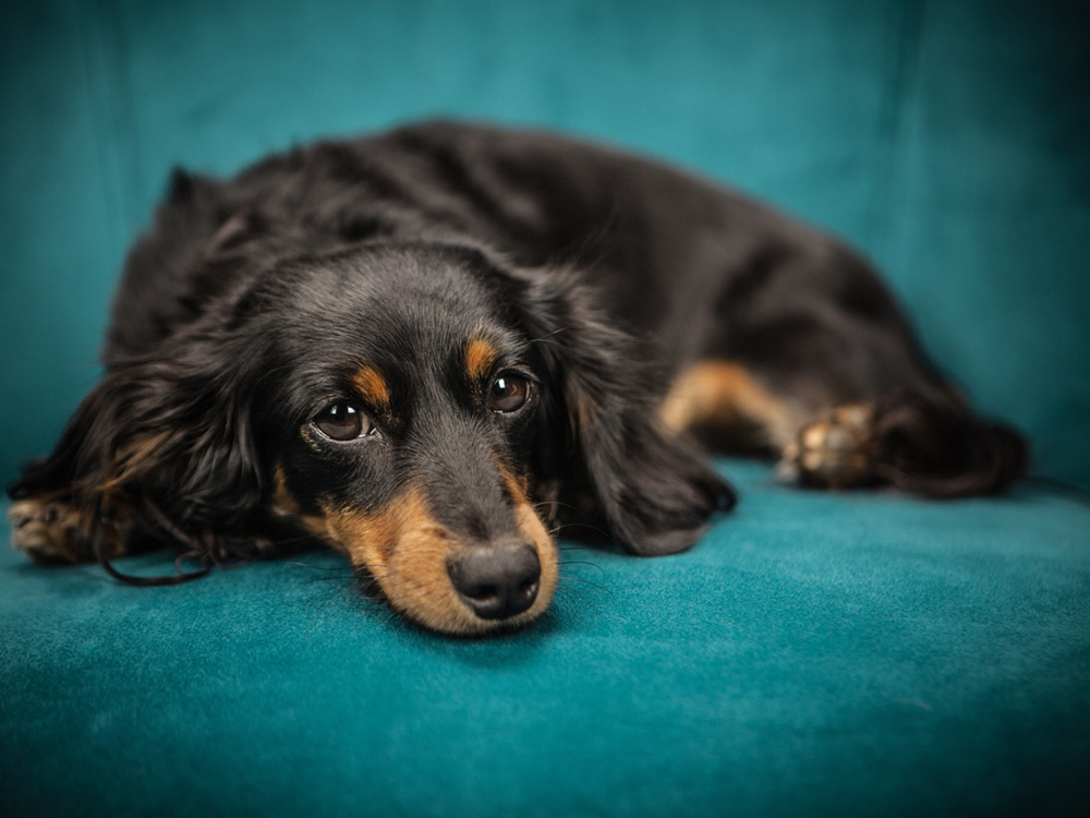 ¿Qué hay que darle de comer a un perro con diarrea?