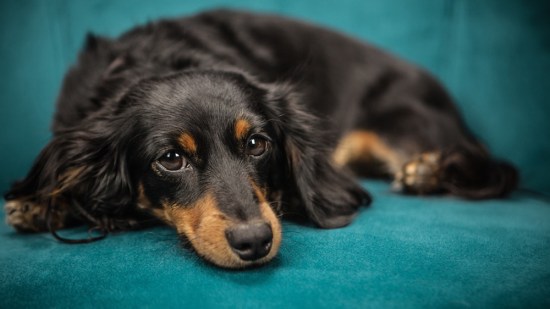 ¿Qué hay que darle de comer a un perro con diarrea?