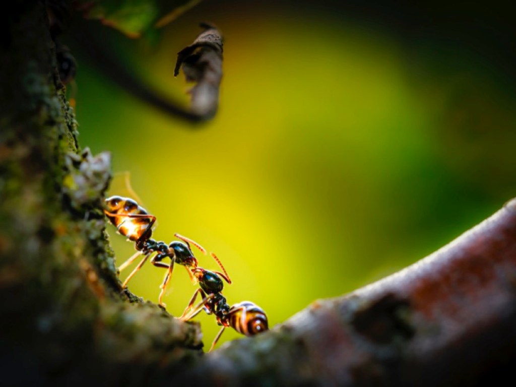 animales que se besan