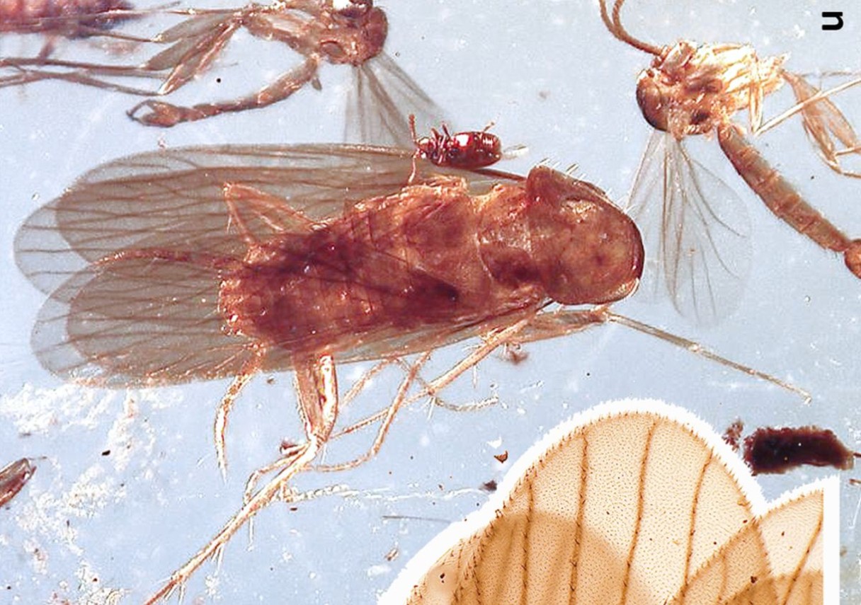 cucarachas-prehistoricas