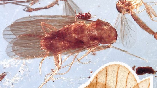 cucarachas-prehistoricas