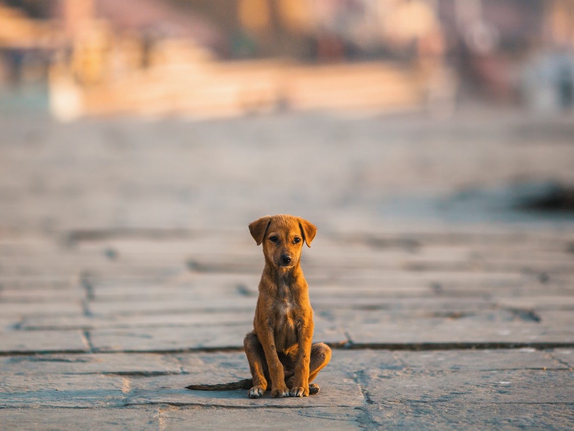 5 acciones con las que puedes ayudar a los animales de la calle