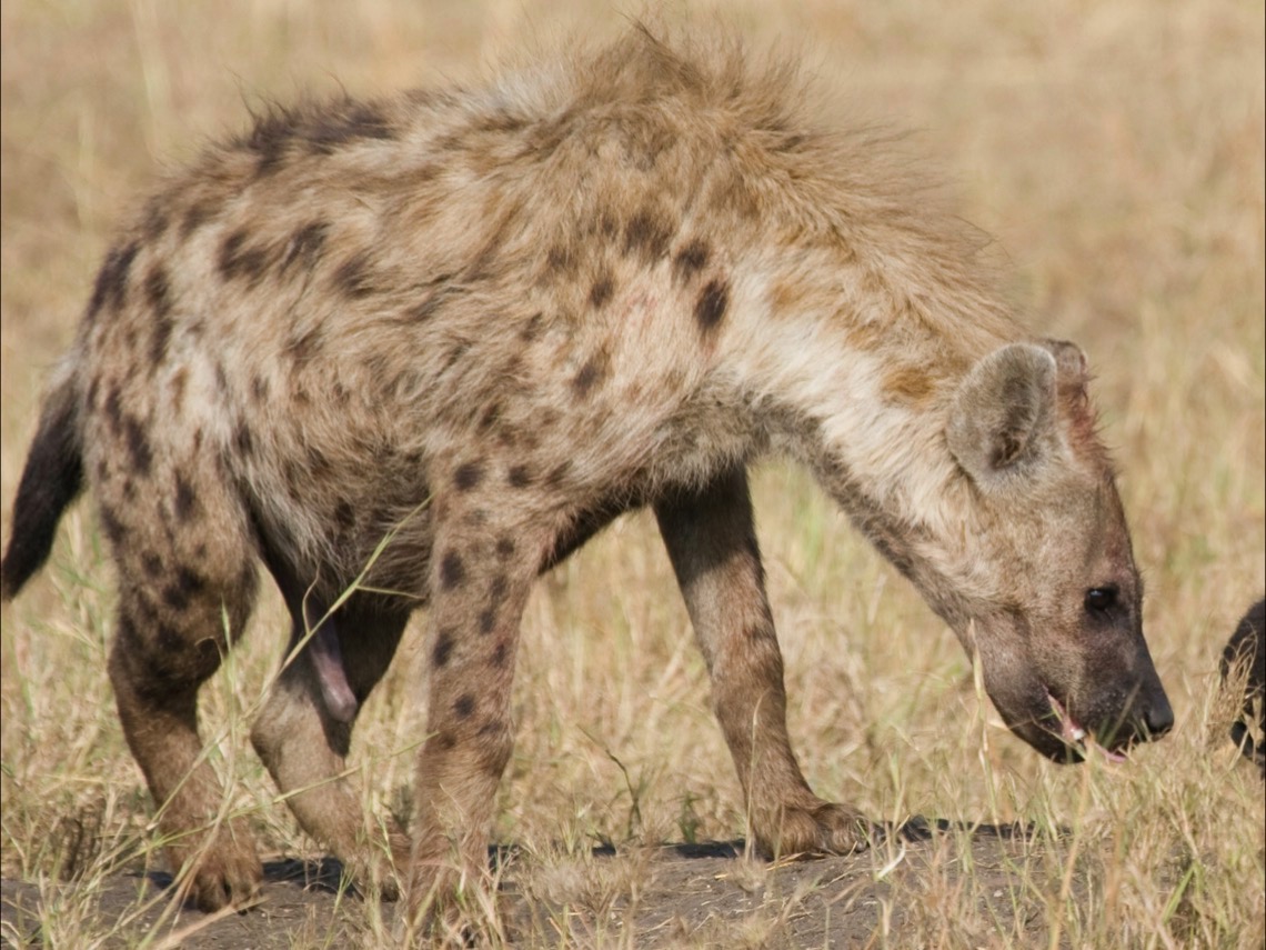 Hembra de hiena