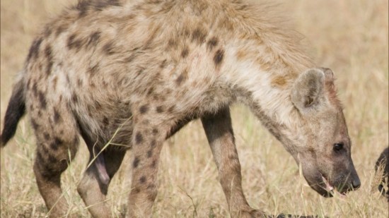 Hembra de hiena