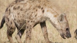 Hembra de hiena