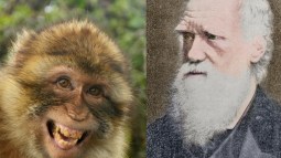 Mono y ser humano