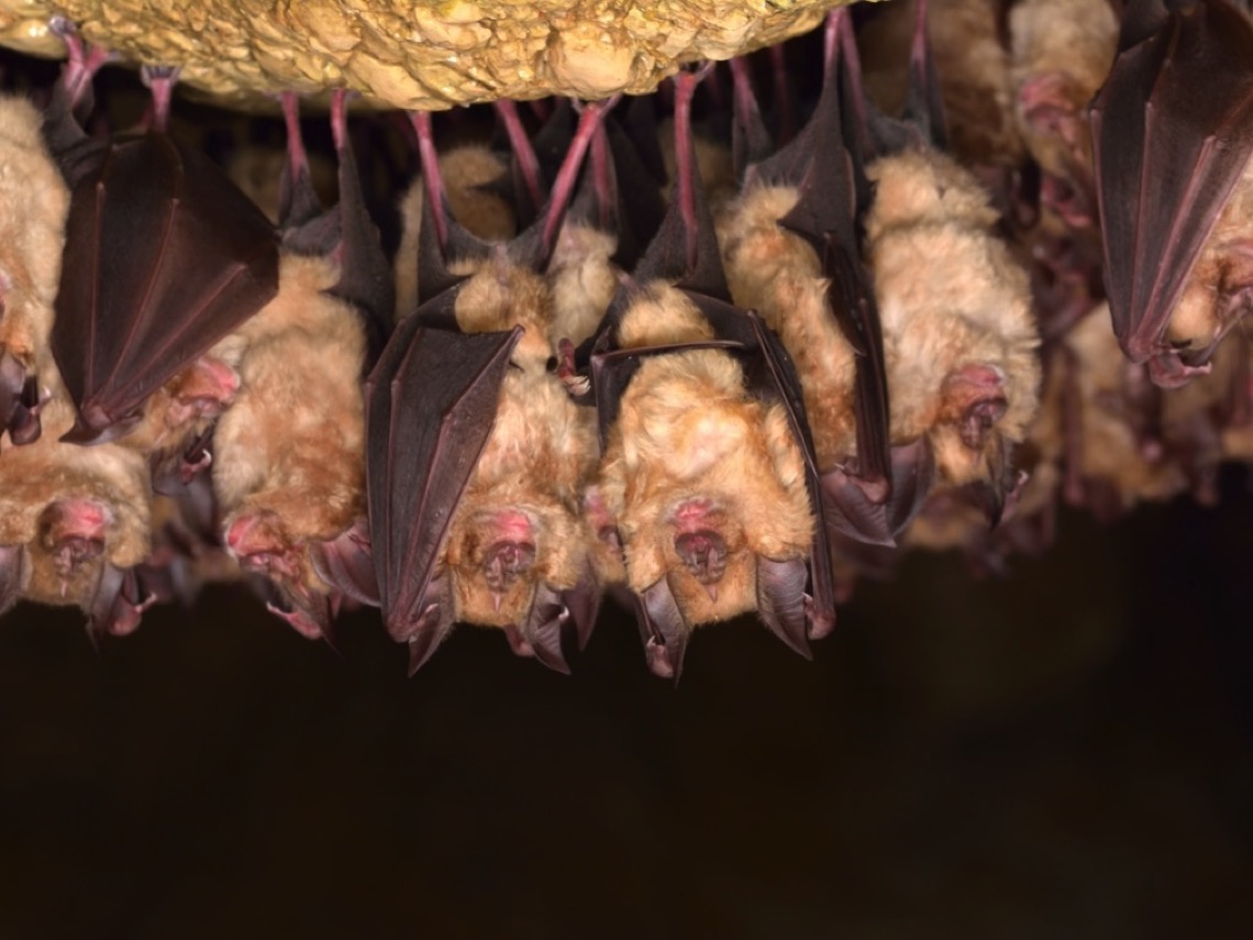 Murciélagos