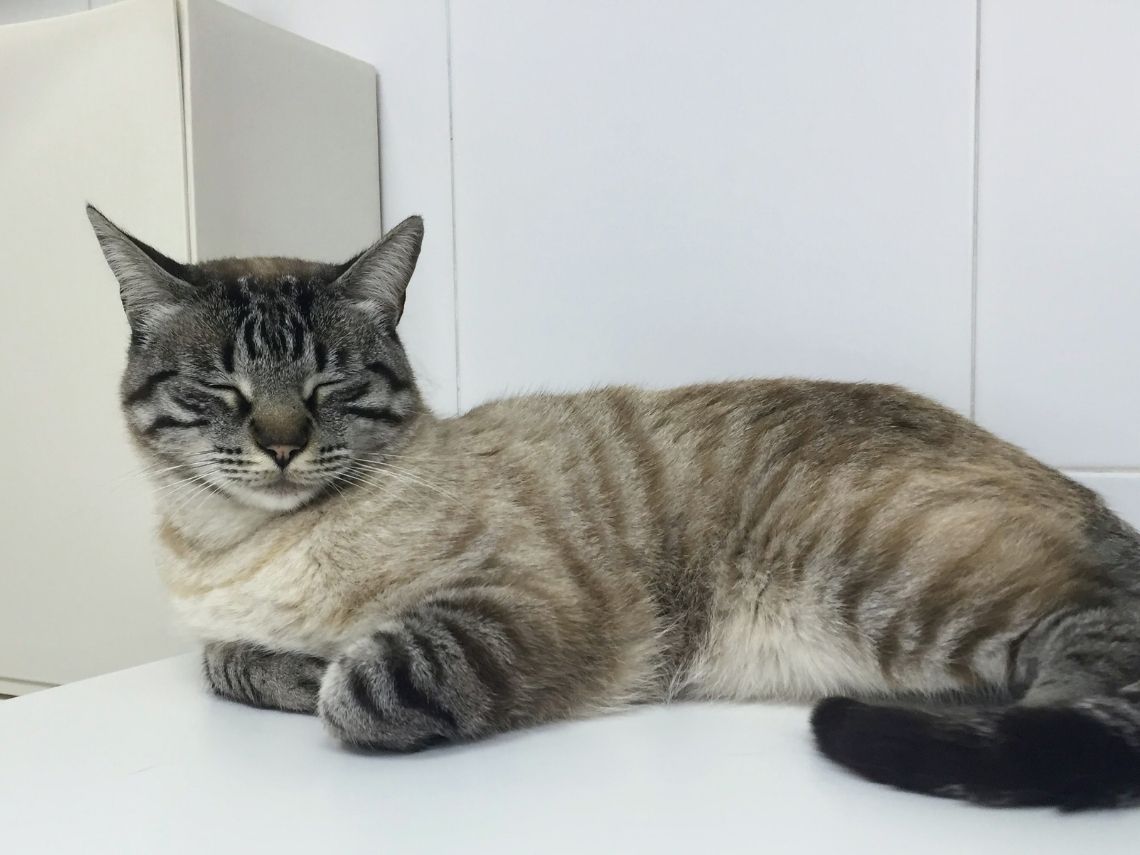 Gato dormido