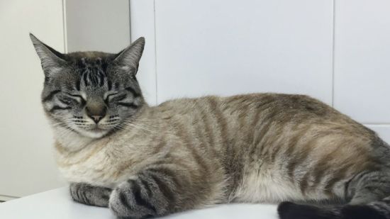 Gato dormido
