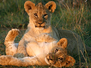 ¿Por qué algunos animales matan a sus cachorros?