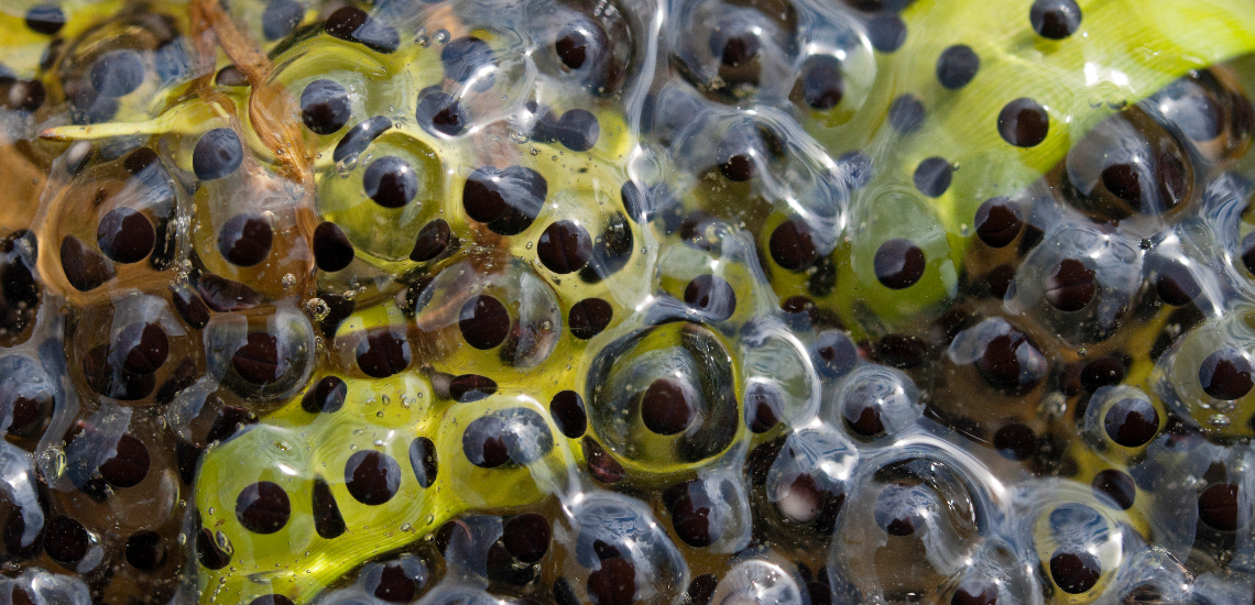 Starjelly, la misteriosa gelatina que no vino del cielo