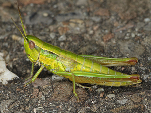 Las langostas tienen sus propias redes sociales