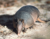 Los armadillos contagian la lepra