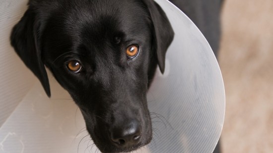 ¿Es necesario el primer celo para castrar a mi perra?