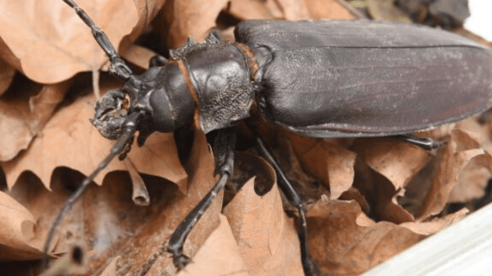 Escarabajo titán