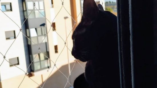 Gato mirando por la ventana