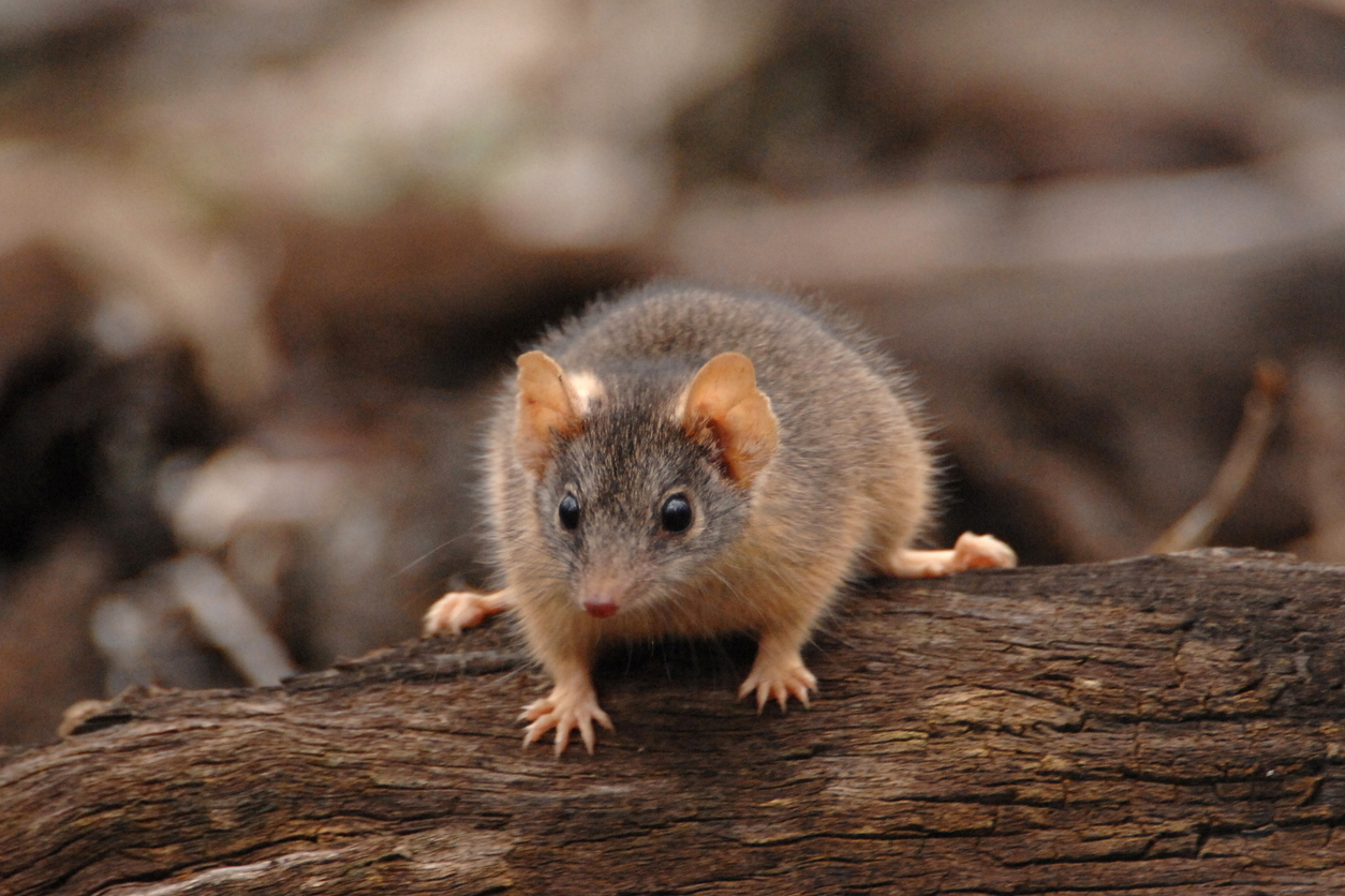 Antechinus