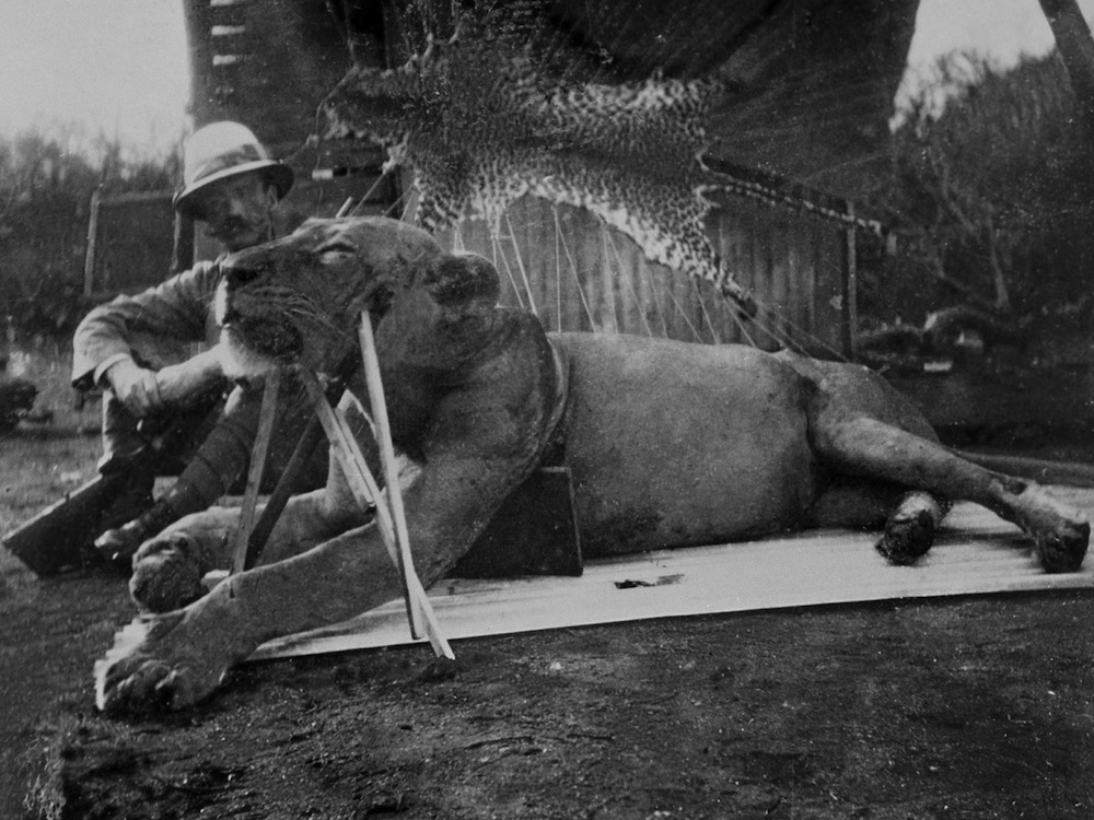 Resuelto el misterio de los leones que devoraron a 35 hombres