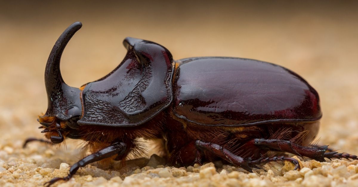 Escarabajo toro: curiosidades