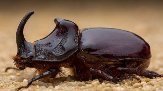 Escarabajo toro: curiosidades