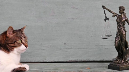 Un gato y la estatua de la justicia