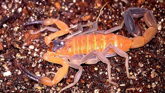 Las propiedades curativas del veneno de escorpión azul