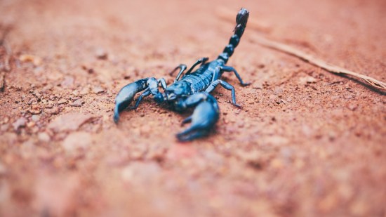 escorpiones-pequeños