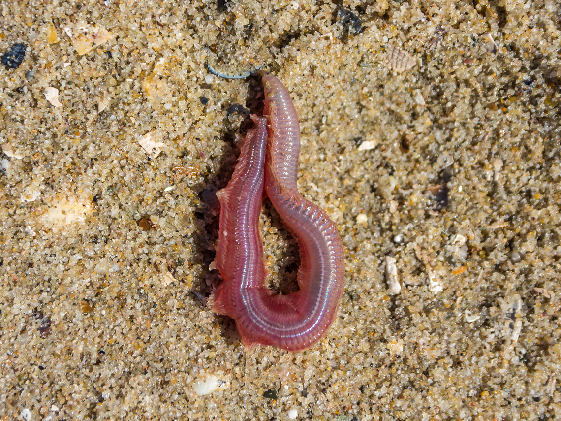 Gusano de sangre en la arena