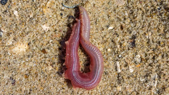 Gusano de sangre en la arena