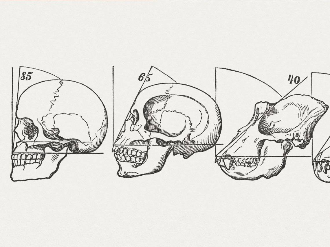 Evolución de los cráneos humanos. Ilustración