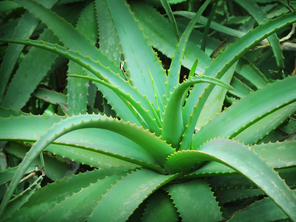 aloe