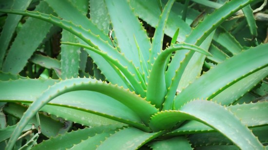 aloe