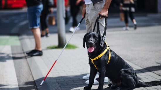 Perro guía sentado
