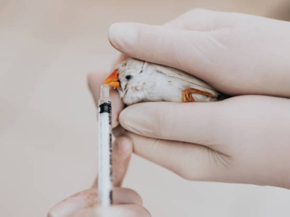 Medicando un pájaro