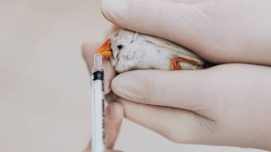 Medicando un pájaro