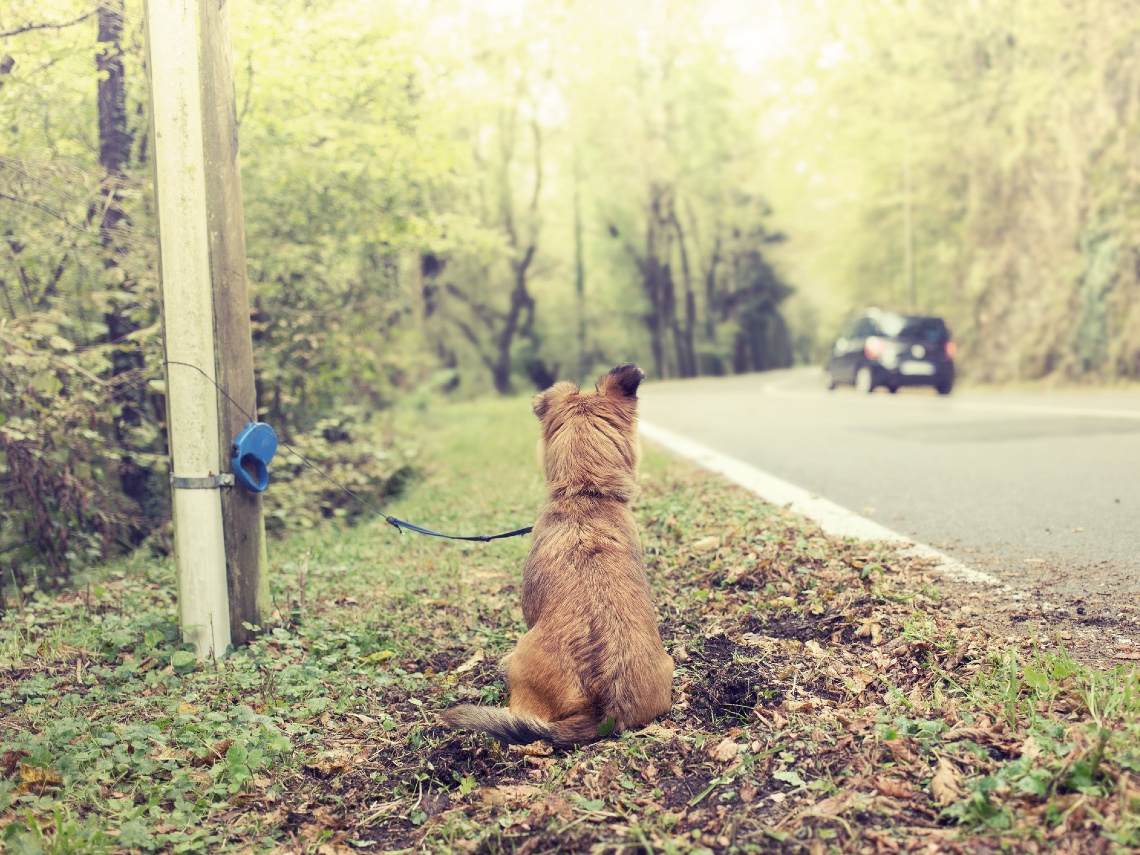 ¿Qué pasa si abandonas a tu perro?